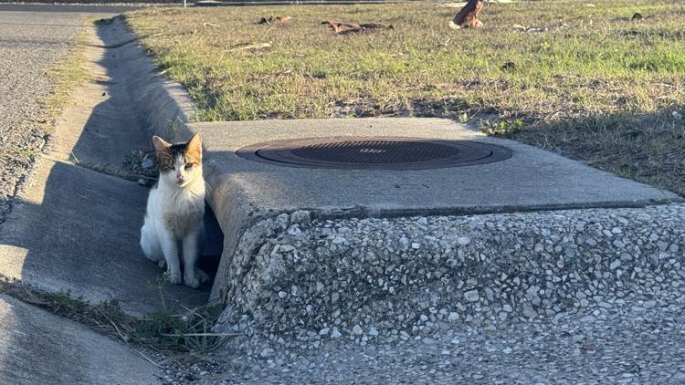 Feline Fiasco: Abandoned cat count at Island home rises to 65