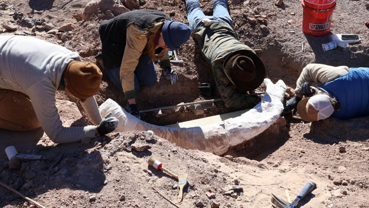 Not 'just an old stump': Hunter makes rare discovery on Texas ranch