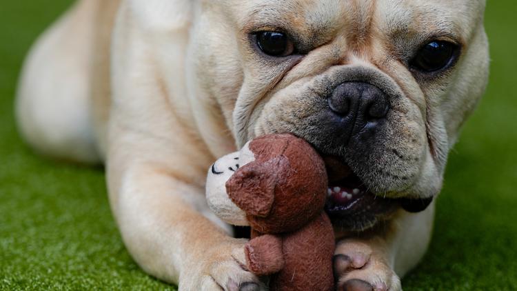 French bulldog is still top US breed, but is another gaining momentum? Of corso