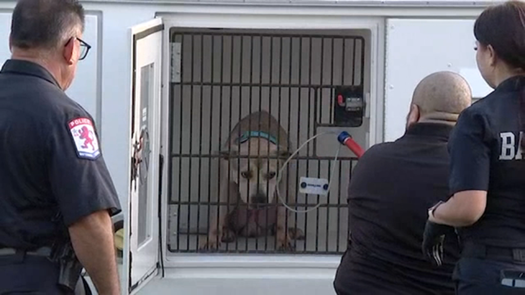 6-month-old baby girl dies after dog attack at Baytown apartment complex, police say