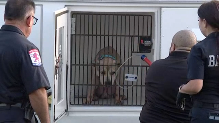 6-month-old baby girl dies after dog attack at Baytown apartment complex, police say