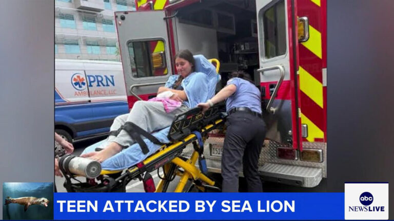 Sea lion attacks teenage girl swimming in water off Southern California coast