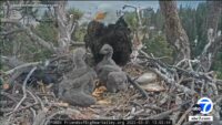 Big Bear eaglets officially have names: Sunny and Gizmo