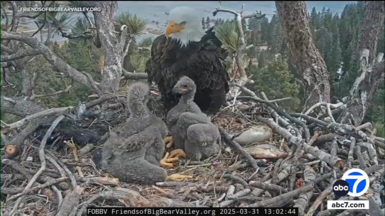 Big Bear eaglets officially have names: Sunny and Gizmo
