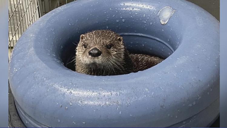 Texas State Aquarium mourns beloved otter Merlin