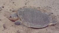 New beach patrol initiative aims to protect endangered turtles on Padre Island