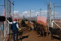 Texas braces for an imminent screwworm infestation, a threat to the state’s cattle industry