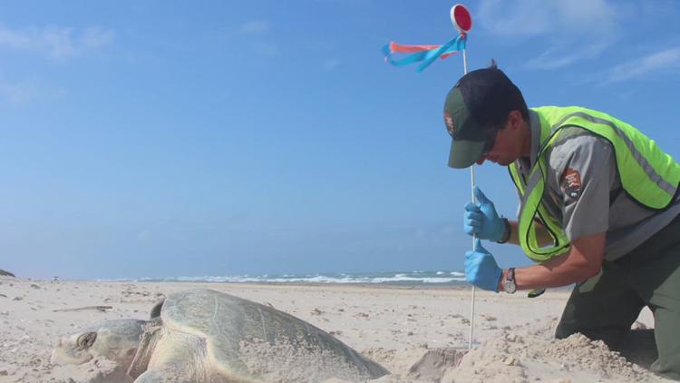 PINS officials putting out reflective markers to flag and protect sea turtle nests