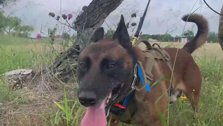 Beyond the Border: DPS K-9 teams take on new life-saving roles in South Texas