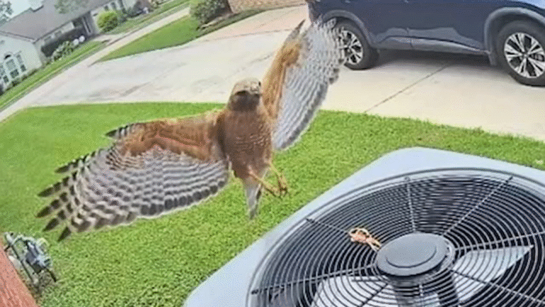 Wildlife officials warn of protective hawk dive-bombing residents in Pearland