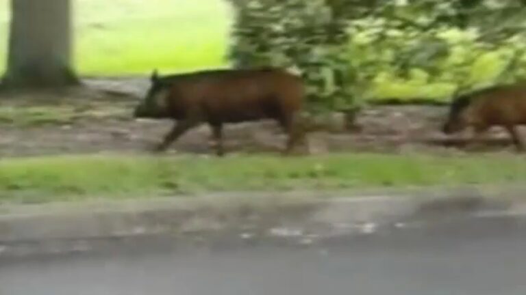 Promising program to eradicate wild hogs in Texas faces uncertain future, calls for expansion