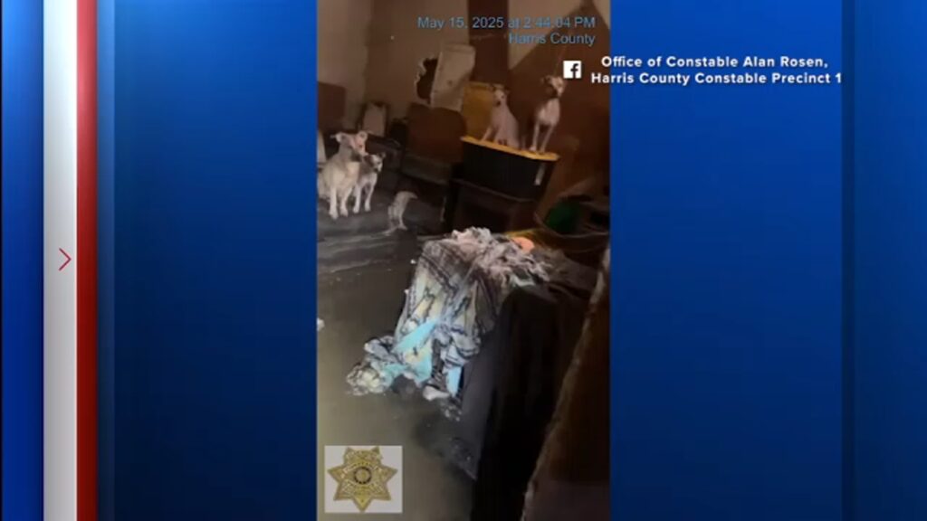 No one charged after 19 neglected dogs rescued from 'house of horrors' in Katy, deputies say