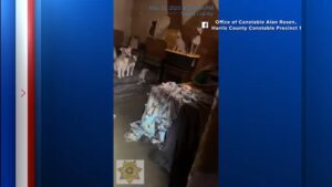 No one charged after 19 neglected dogs rescued from 'house of horrors' in Katy, deputies say