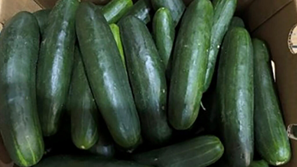 New salmonella outbreak tied to same Florida grower with tainted cucumbers last year