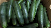 New salmonella outbreak tied to same Florida grower with tainted cucumbers last year