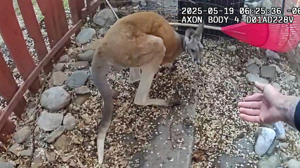 Loose pet kangaroo keeps police hopping - again - in Colorado