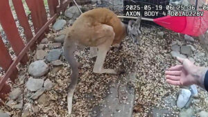 Loose pet kangaroo keeps police hopping - again - in Colorado