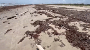 Driftwood poses risk for 500,000 Memorial Day weekend tourists expected to visit Galveston beaches