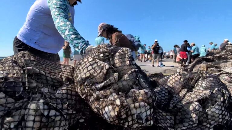 Oyster Bake shells weren’t thrown in the trash after Fiesta. Here’s where they ended up.