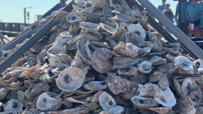 Texas oyster reefs are depleting, but San Antonio restaurants can help out