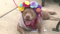 San Antonio Pets Alive! hosts free ‘Paws in the Park’ event