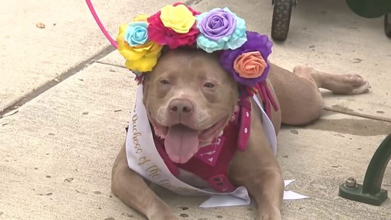 San Antonio Pets Alive! hosts free ‘Paws in the Park’ event
