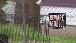 Animal bite reports up in San Antonio, ACS director says