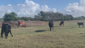 Agriculture experts on high alert as threat of parasitic screwworm looms toward South Texas