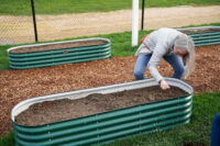 Pause your summer planting until fall, get paid with SAWS program