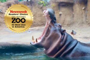 San Antonio Zoo voted second best zoo in Newsweek contest