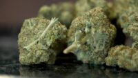 Federal judge blocks Oregon's new cannabis labor law on constitutional grounds