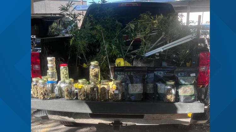 Alice police seize marijuana plants