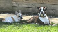 Boxer saves French bulldog from seizures while home alone