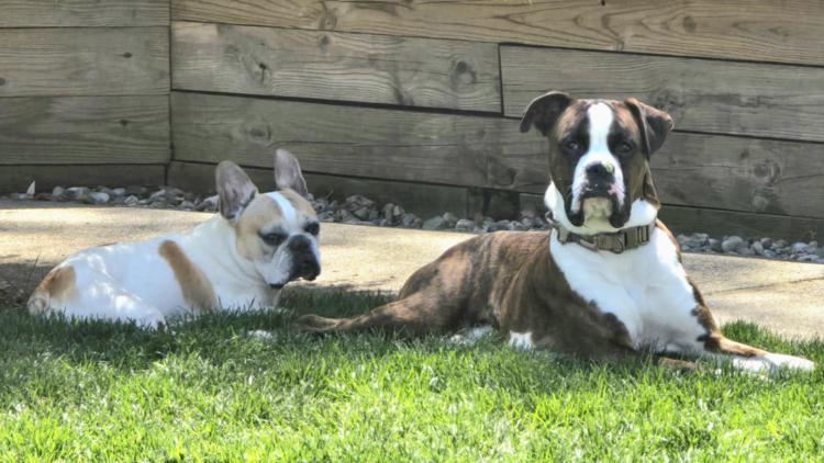 Boxer saves French bulldog from seizures while home alone