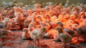 Thousands of chicks found abandoned in USPS truck have been adopted