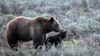 Member of beloved grizzly bear family hit and killed in Wyoming's Grand Teton National Park
