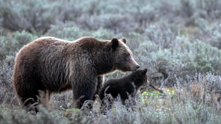 Member of beloved grizzly bear family hit and killed in Wyoming's Grand Teton National Park