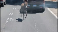 Officers and drivers puzzled by runaway donkey on major San Antonio highway