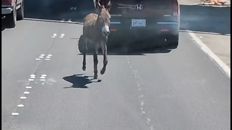 Officers and drivers puzzled by runaway donkey on major San Antonio highway