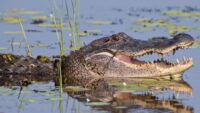 Morris, 'Happy Gilmore' alligator, has died nearly 30 years after film's release