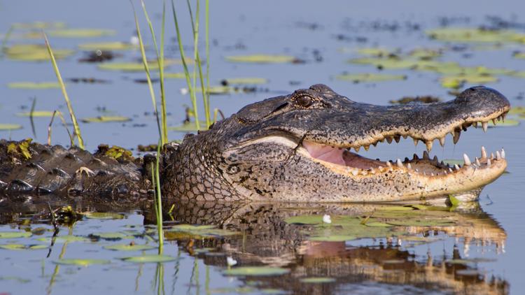 Morris, 'Happy Gilmore' alligator, has died nearly 30 years after film's release