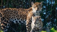 Houston Zoo celebrates animal moms this Mother's Day