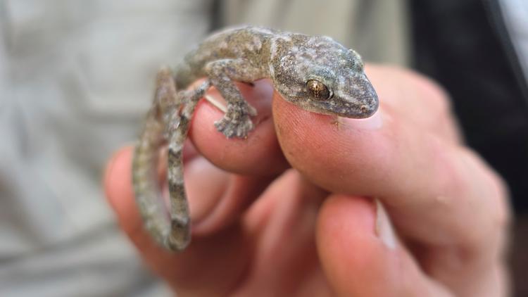 This flat-bodied South African gecko was a 'lost' species. It's been found again after 34 years