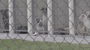 Corpus Christi pet owners urged to vaccinate dogs during distemper outbreak