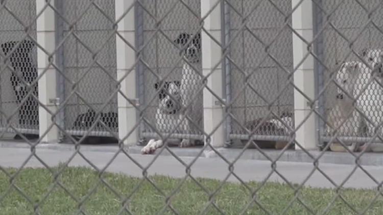 Corpus Christi pet owners urged to vaccinate dogs during distemper outbreak