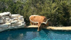Totally Texas | Longhorn cattle in Dripping Springs mosey up to pool for a drink